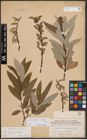 Foto von Salix caprea L. x Salix eleagnos Scop.